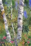 birch trees summer